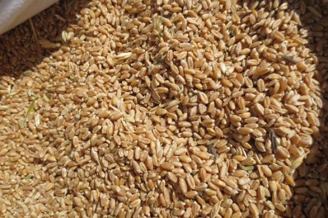 В ЖК внесли законопроект об освобождении от НДС импорта зерна до 2020 года, возможно, бюджет потеряет 635,2 млн сомов — Tazabek
