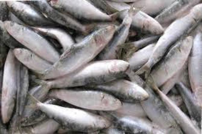 Какие компании завозят рыбу в Кыргызстан? (руководители и учредители) — Tazabek