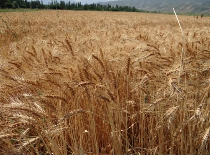 В ЖК внесли законопроект о дифференцировании ставок страховых взносов в зависимости от площади земельного участка и вида сельхозугодий — Tazabek