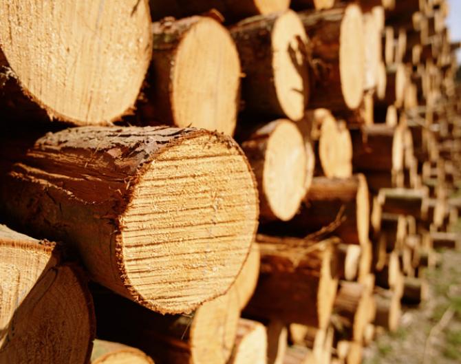 Обзор Tazabek: КР за год завез 377 тыс. тонн лесоматериалов на $140,2 млн, вывез 130,24 тонн на $148,62 тыс. — Tazabek