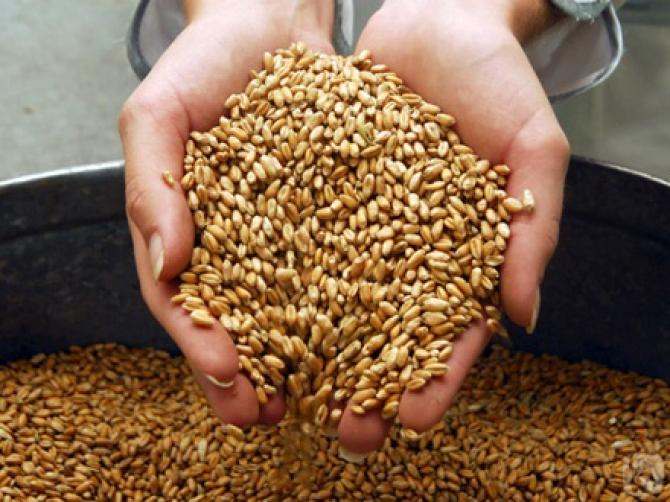 Минэкономики предлагает установить нулевую ставку НДС по импорту зерна в КР с 1 июля 2015 года до 1 января 2020 года — Tazabek