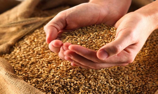 В Нарынской области на прошлой неделе наблюдалась самая высокая оптовая и розничная цена на пшеницу (обзор) — Tazabek