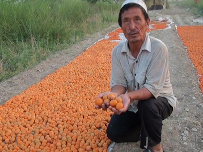 Агентство по инвестициям предлагает бизнесменам вложить $500 тыс. в производство органического абрикоса — Tazabek