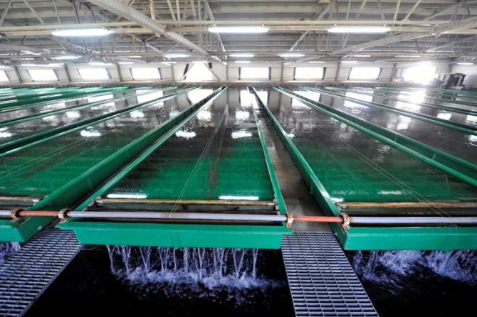 Турция решила открыть в Кыргызстане рыбопитомник для холодолюбивых и теплолюбивых видов рыб — Tazabek