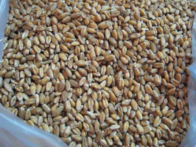 Правительство поручило разбронировать зерно пшеницы урожая 2011 и 2012 годов — Tazabek