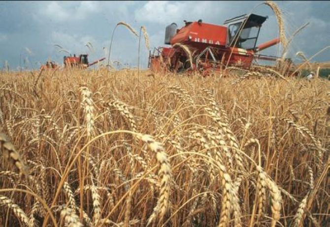 Минсельхоз КР хочет обновить систему выращивания пшеницы в стране — Tazabek