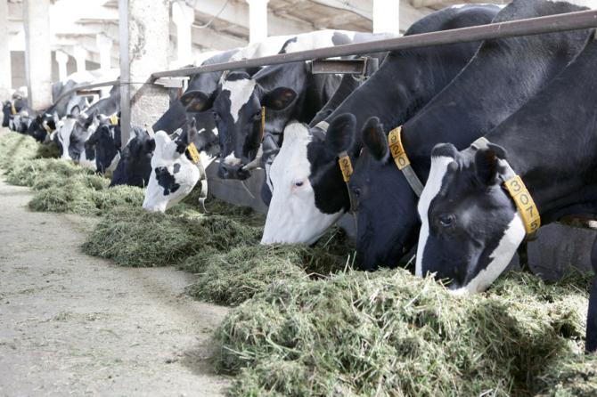 Минэкономики: За неделю дойные коровы подорожали на сумму до 5 тыс. сомов, а говядина, наоборот, подешевела (цены) — Tazabek