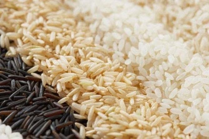 В Сузакском районе прошло сортоиспытание риса со всего мира — Tazabek