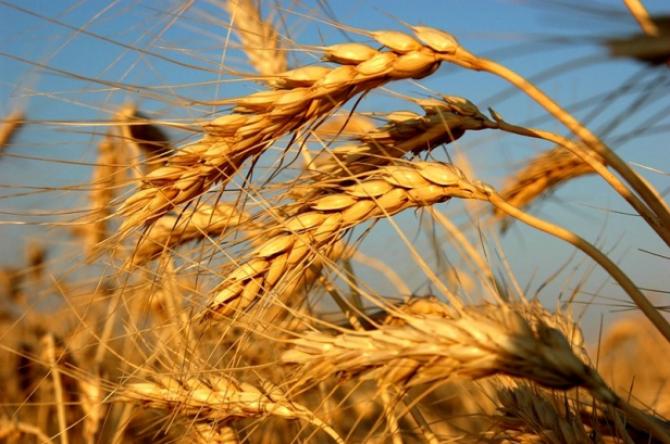 За январь-сентябрь объем валовой продукции сельского хозяйства составил 155,9 млрд сомов — Tazabek
