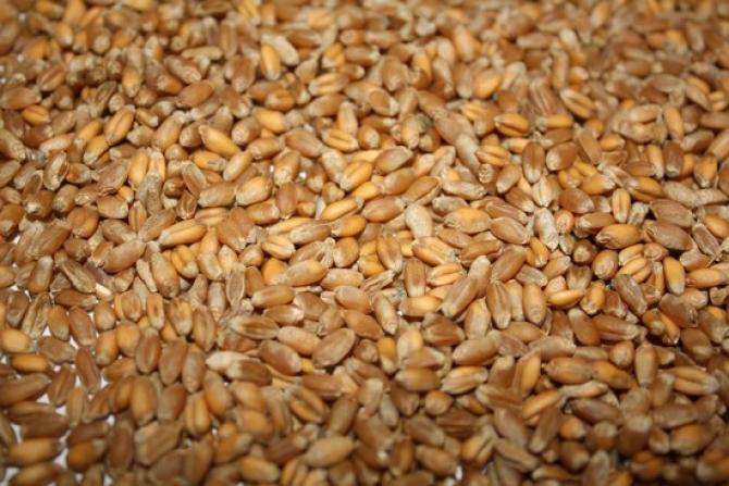 ЖК одобрил в первом чтении законопроект об отмене НДС на импорт зерна пшеницы до 2020 года — Tazabek