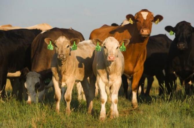 В конце мая начнется идентификация маточного поголовья крупно-рогатого скота — Tazabek