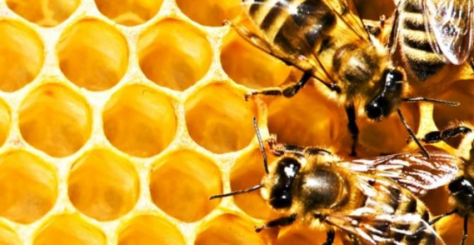 Кыргызские компании экспортируют мед в Японию, Россию, Китай и ОАЭ — Tazabek