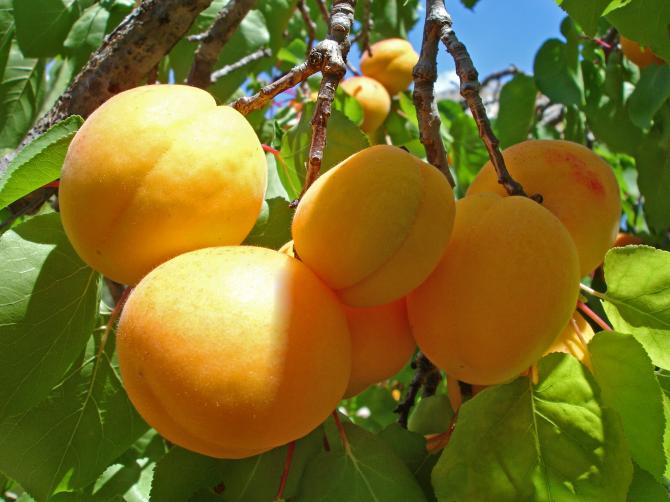Кыргызские абрикосы имеют спрос на рынках России, но неконкурентоспособны по цене — Tazabek