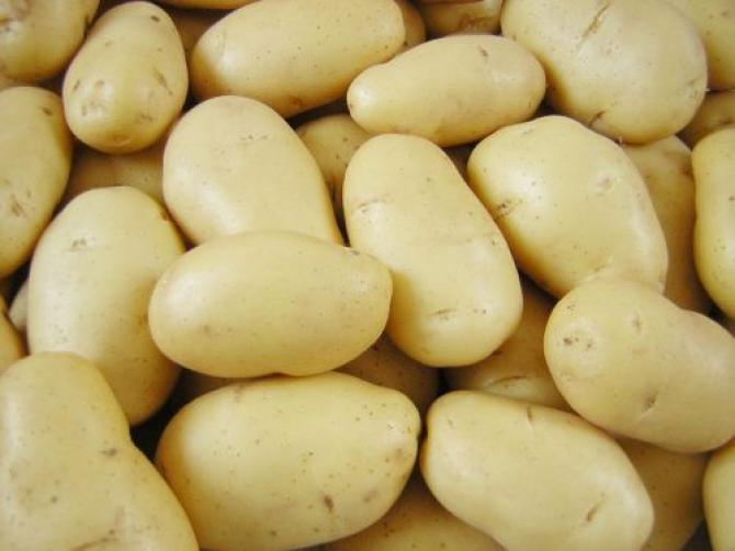 «Кыргызагропродкорпорация» потратила 56,1 млн сомов на ввод в эксплуатацию картофелеперерабатывающего завода в Таласе, который не работает — Tazabek