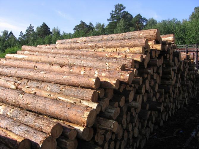 ГНС задержала 4 фуры, незаконно перевозившие пило-лесоматериалы из Казахстана — Tazabek
