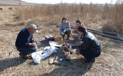 Mongolian herder finds giant fossil skull - AKIpress News Agency