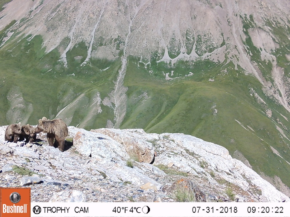 Фотоловушки сняли медведей в природном парке «Хан-Тенири»
