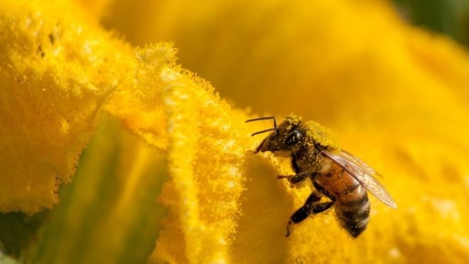 Без пчел наш мир погибнет за несколько лет