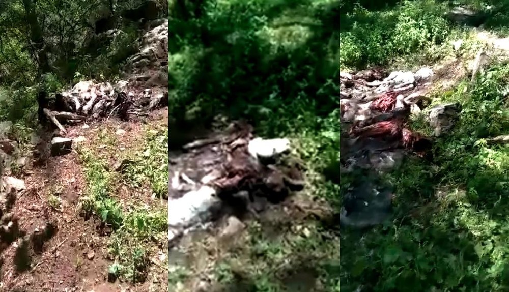 На жайлоо в Аксыйском районе найдены туши мертвых животных