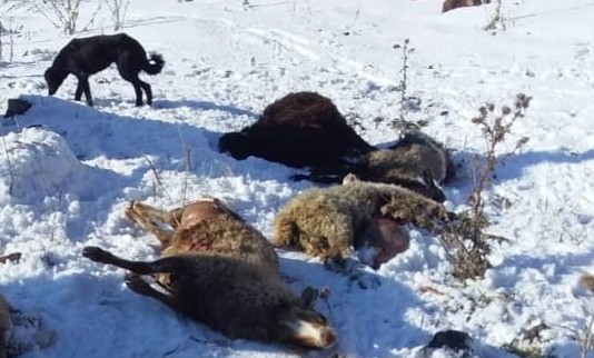 В Тюпском районе волк загрыз 10 овец