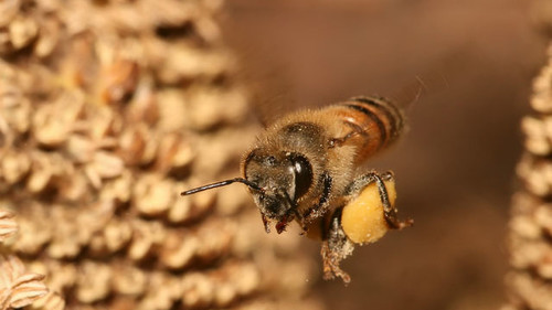 пчеловодство