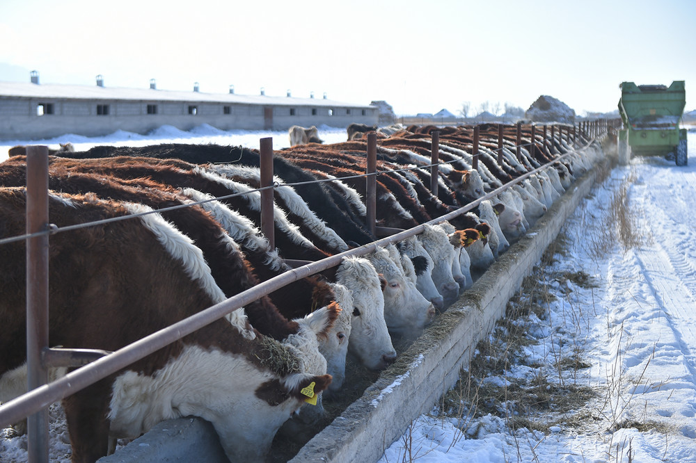 Есть такие коровы, которые по 40 литров молока, а сколько литров молока в день  дают местные коровы? – депутат — Tazabek