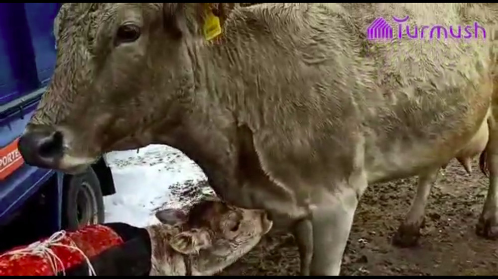 Корова с теленком, которых продали за 150 000 сомов
