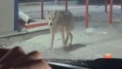 Волк на въезде в Ала-Арчу? Видео Айсулуу