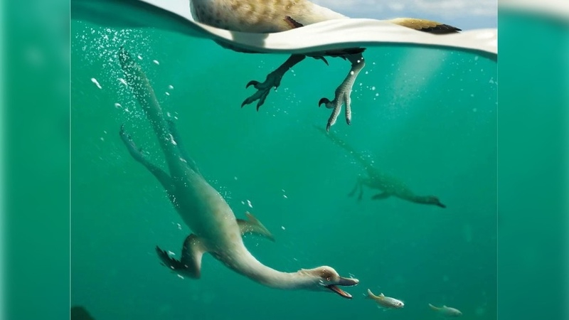 Huesos del primer dinosaurio nadador no aviar descubiertos en Mongolia