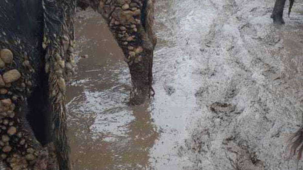 «Жижа из грязи». Житель Сокулука жалуется на состояние скотного рынка. Видео