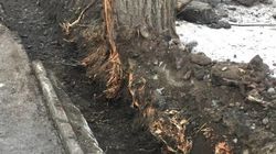 Возле Первомайского акимиата во время ремонта арыка повредили корни деревьев. Фото