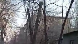 После обрезки деревьев на Советской остались только стволы. Видео горожанина