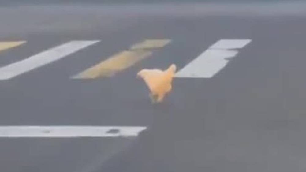 Возле Минфина гуляет курица. Видео