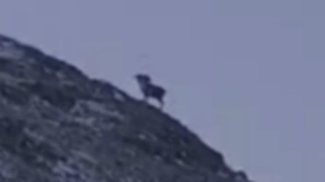 Видео — В горах Иссык-Куля архар вышел на хребет — Экология АКИpress