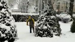 Сотрудники «Тазалыка» стряхивают снег с елок. Видео