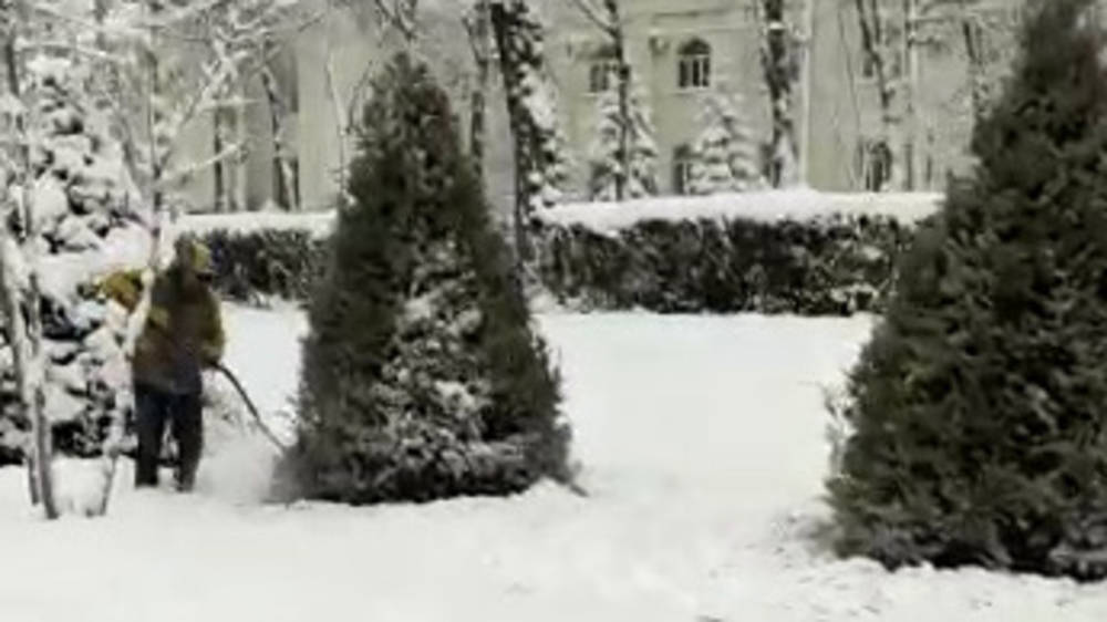 Сотрудники «Тазалыка» стряхивают снег с елок. Видео