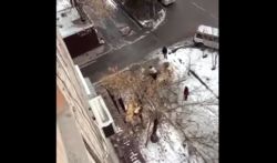 Законно ли спилили дерево в Востоке-5? - горожанин