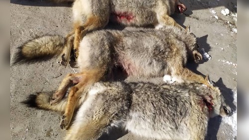 Четырех хищников застрелили в Алае — Экология АКИpress