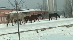 Табун лошадей гуляет на Южной магистрали. Видео Гули