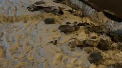 Ледяные глыбы придавили саженцы возле дороги на Айтматова. Видео