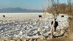 На Иссык-Куле коровы гуляют по замерзшему озеру. Видео