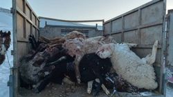 В Нарынской области волки загрызли 114 овец. Видео и фото