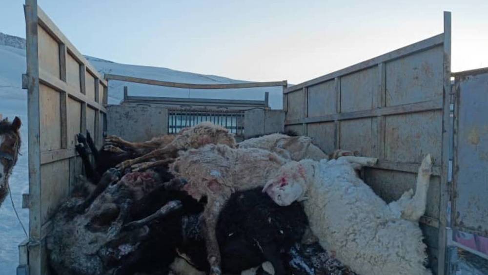 В Нарынской области волки загрызли 114 овец. Видео и фото