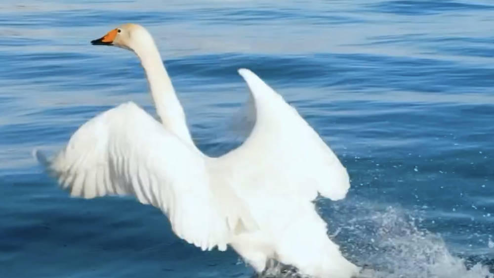 Красота — Лебеди на Иссык-Куле