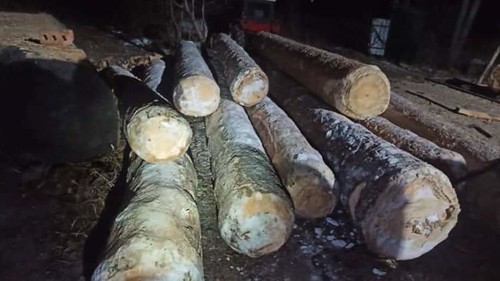 Вырубка тянь-шаньских елей в Тюпском районе: Освобождены двое сотрудников лесного хозяйства — Экология АКИpress