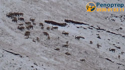 Пасущиеся горные козлы на участке «Адыр-Тор». Видео