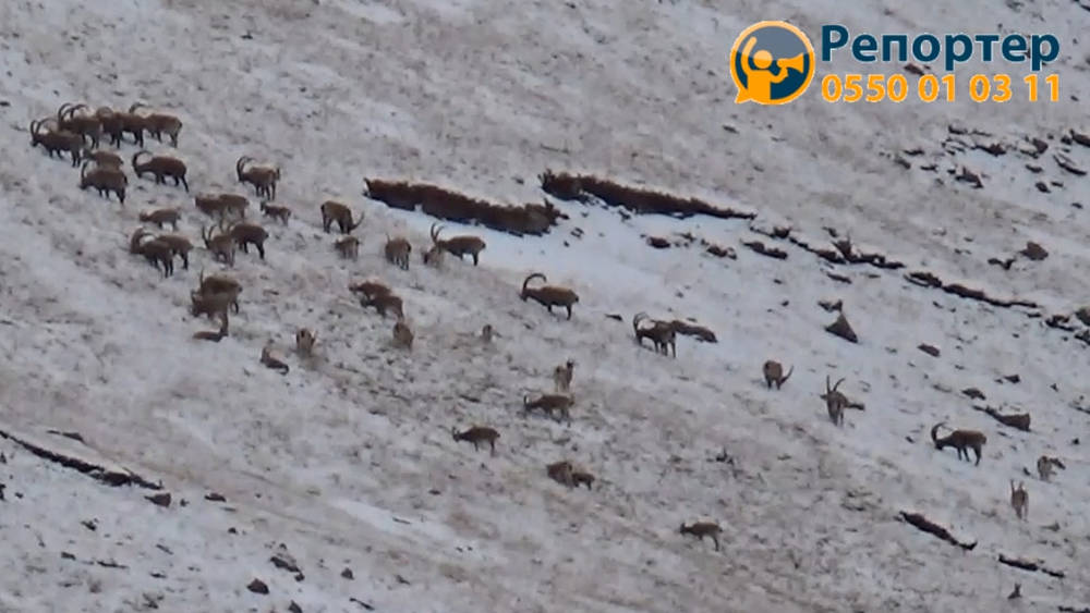 Пасущиеся горные козлы на участке Адыр-Тор. Видео