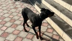 В Тунгуче нашли щенка добермана. Ищут хозяина. Фото