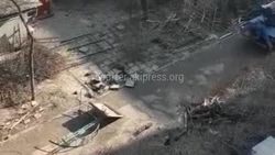 «Бишкекзеленхоз» незаконно вырубил 6 деревьев на Советской-Кивеской. Ответ Минприроды