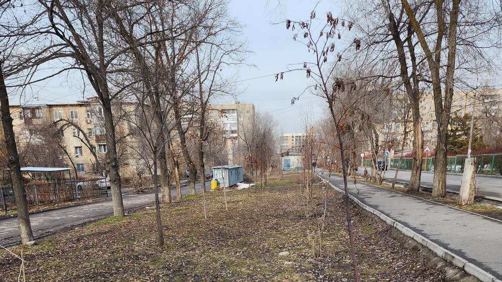 Много деревьев заболело и высохло, - житель 7 мкр
